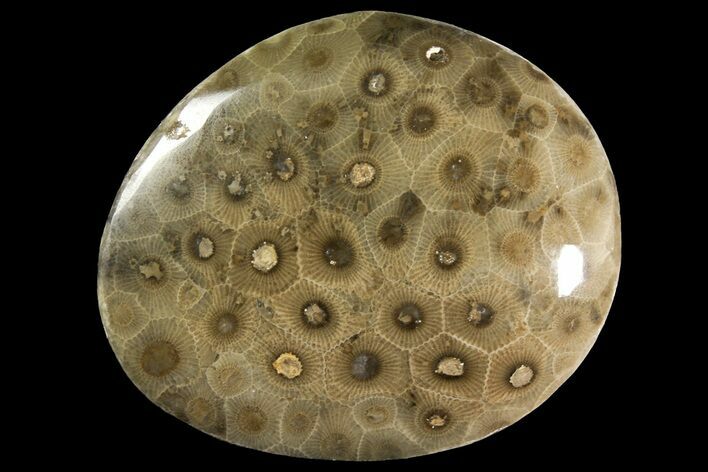 Polished Petoskey Stone (Fossil Coral) - Michigan #156125